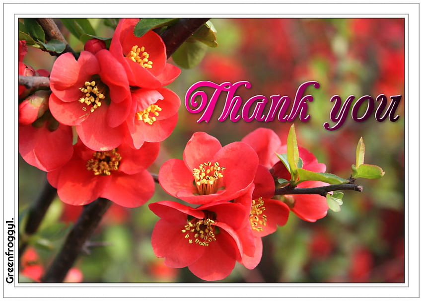 THANK YOU, YOU, THANK, COMMENT, CARD HD wallpaper