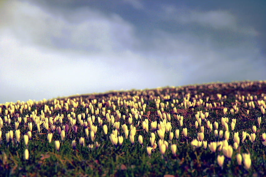 Blumen, Himmel, Feld, Krokusse HD-Hintergrundbild