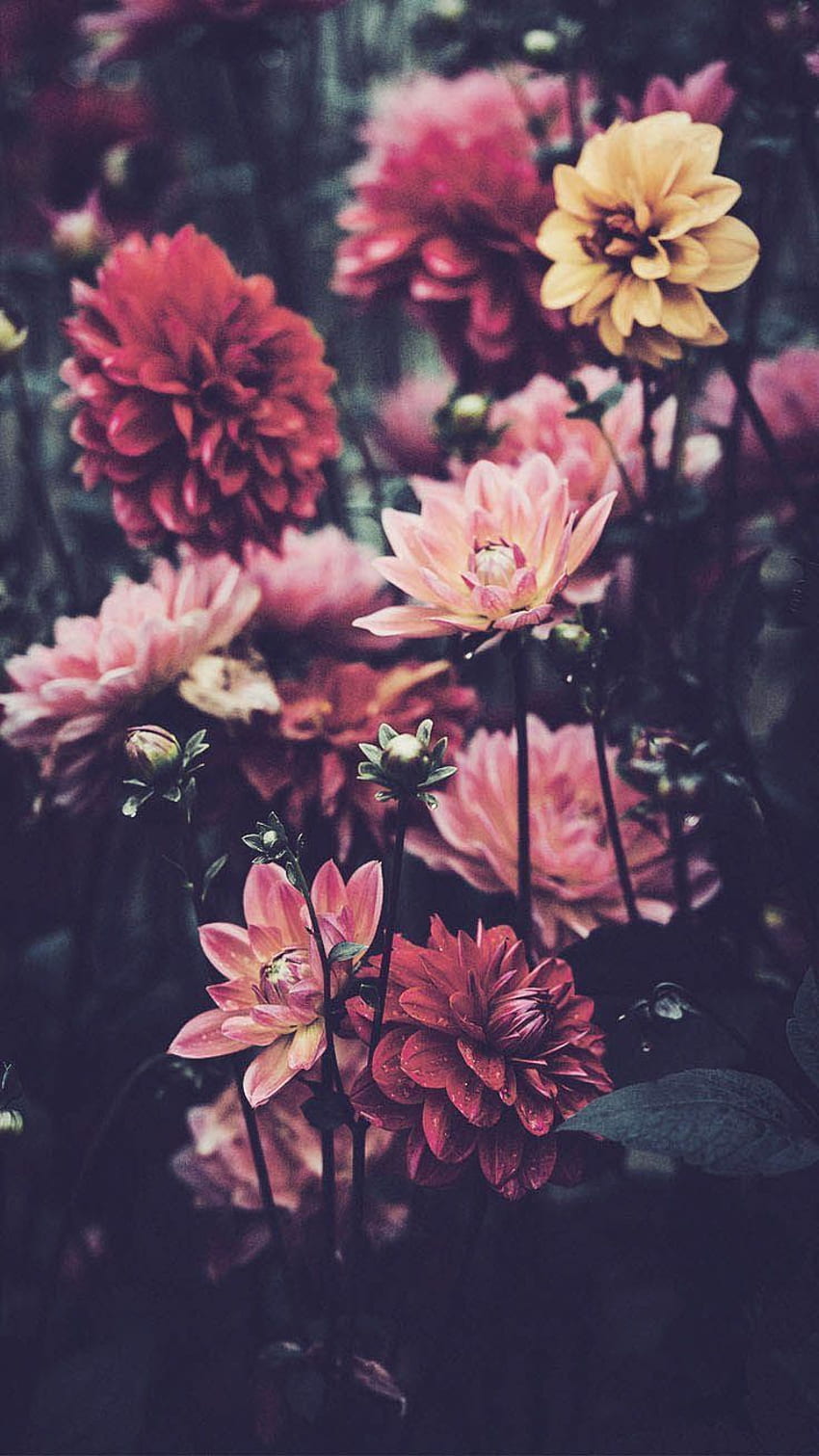 Farben. Blumen. Hintergründe. iPhone - wallpaper ponsel HD