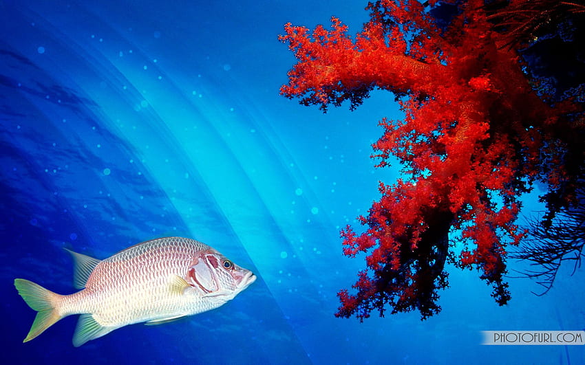 Belos peixes de aquário de alta qualidade papel de parede HD