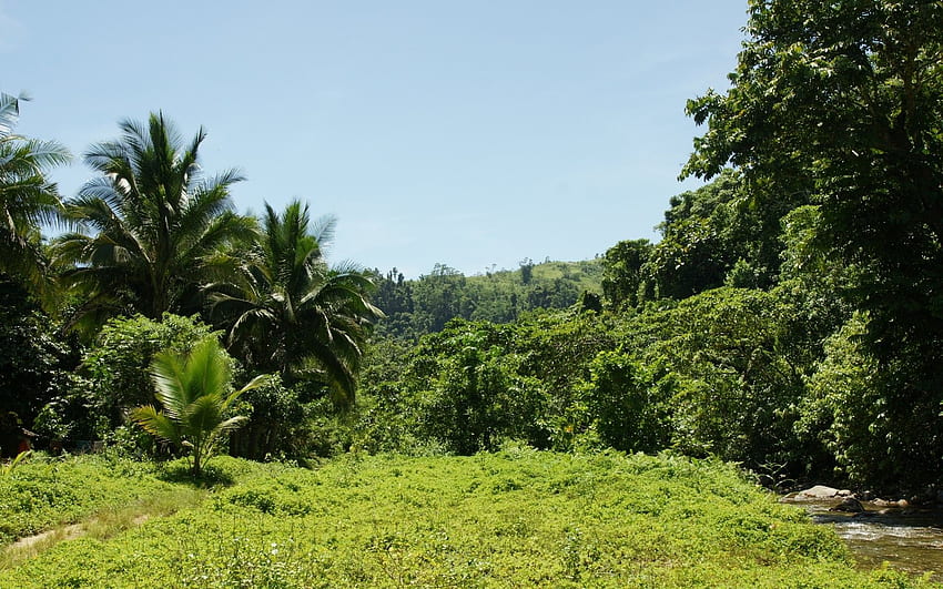 Jungle, végétation, beau, grand écran, rivière, arrière-plan Fond d'écran HD