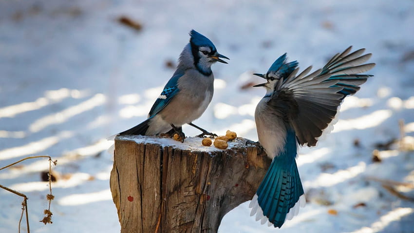 Bluejays di Musim Dingin, musim dingin, burung, binatang, bluejays, salju Wallpaper HD