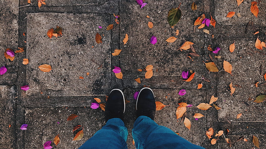 秋, 葉, その他, 脚, 落ちた 高画質の壁紙
