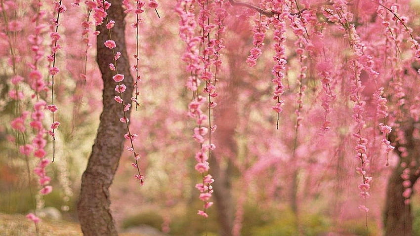 Cherry Blossom Background, Zen Cherry Blossom HD wallpaper