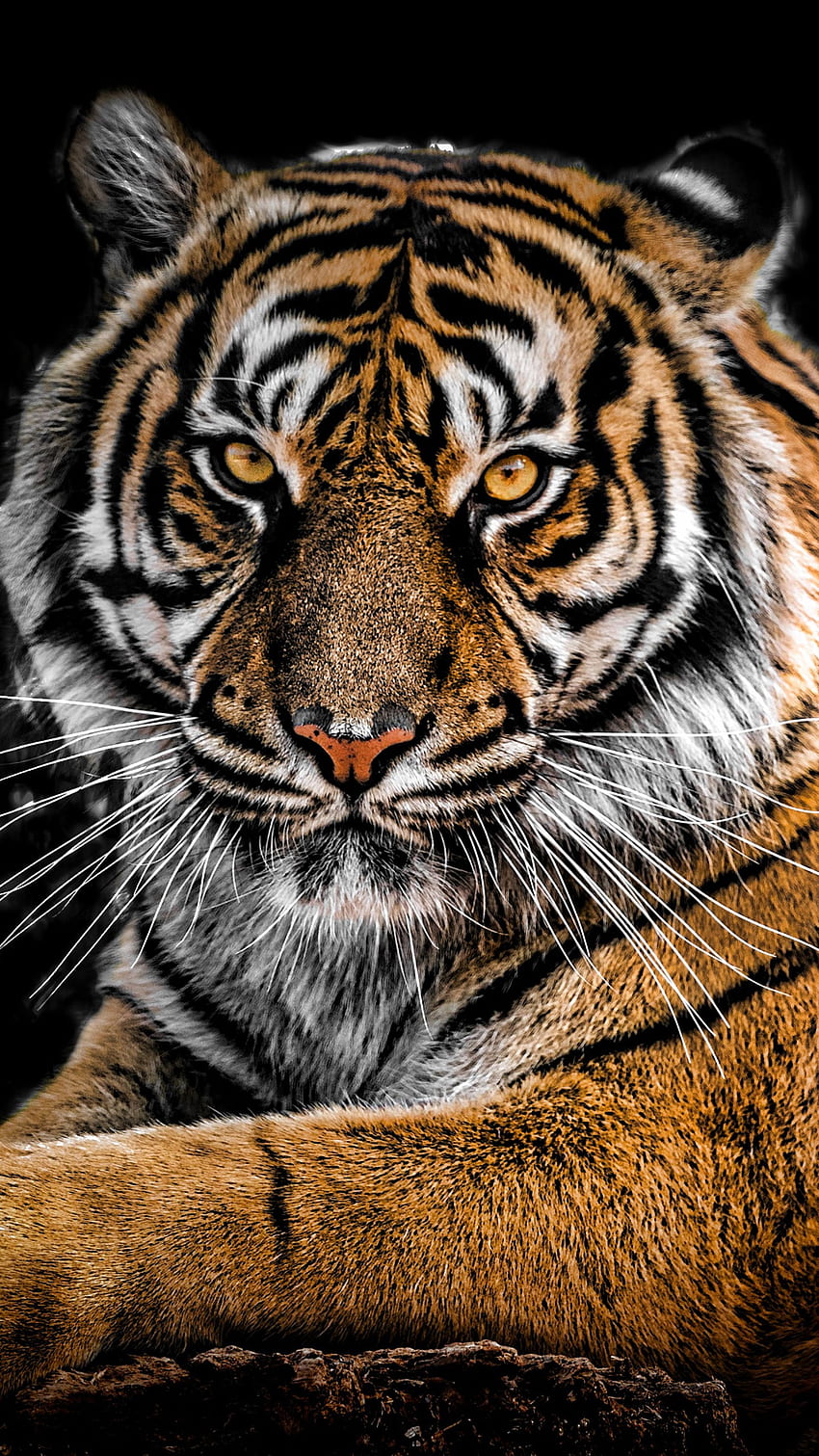 Tigers Mobile, Tiger Tapeta na telefon HD