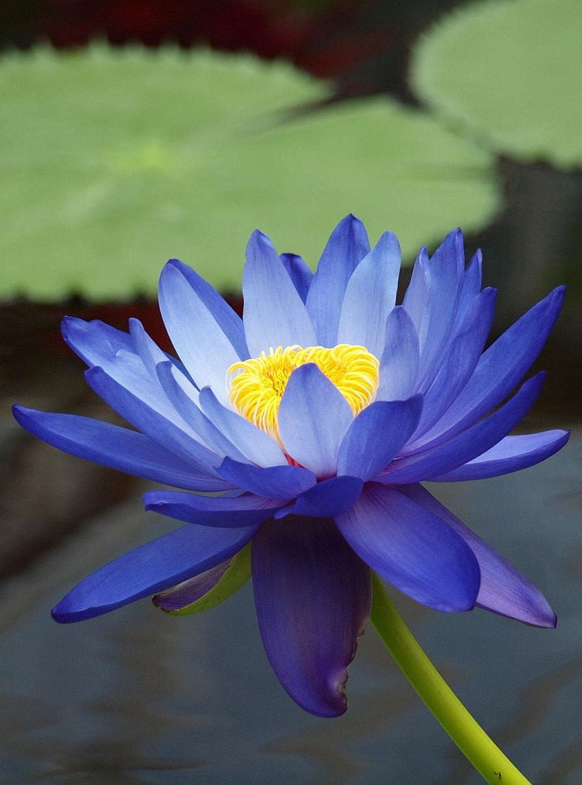Nymphaea gigantea - australijska niebieska lilia wodna - Nymphaceae. Rośliny lilii, nasiona kwiatów, kwiaty, mały niebieski kwiat lotosu Tapeta na telefon HD