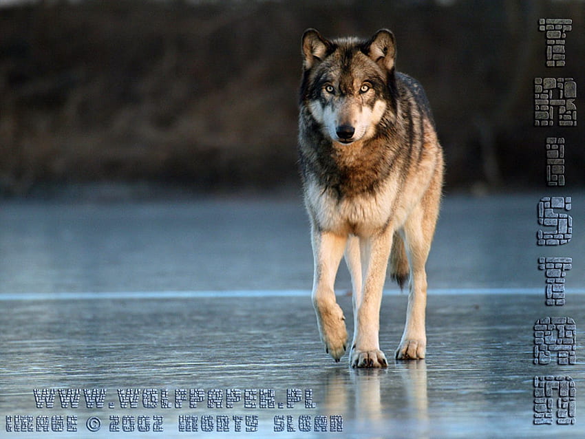 Lobo caminando sobre hielo, animales, perros, lobo gris, lobo, hielo fondo de pantalla