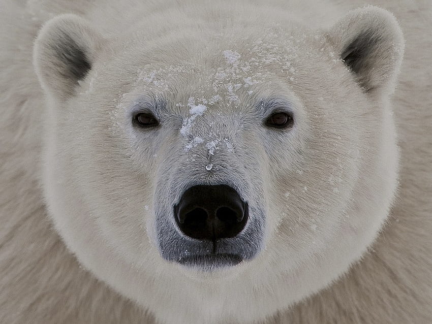 Animals, Snow, Muzzle, Sight, Opinion, Thick, Fat, Polar Bear, Sleepy HD wallpaper