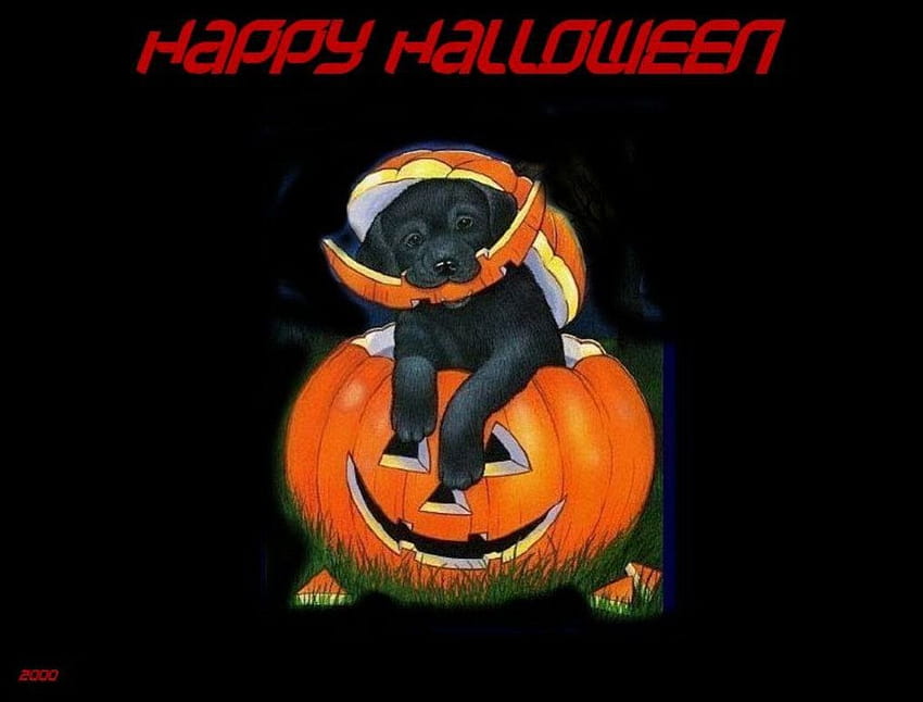 Halloween Puppy, trick or treating dogs, funny puppy, funny pets, halloween dogs, funny dogs, funny halloween HD wallpaper