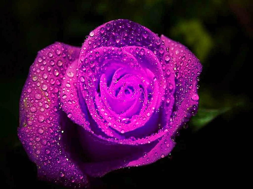 Rainy Roses Pink Flwoer Full Awesome Purple Rain HD wallpaper | Pxfuel