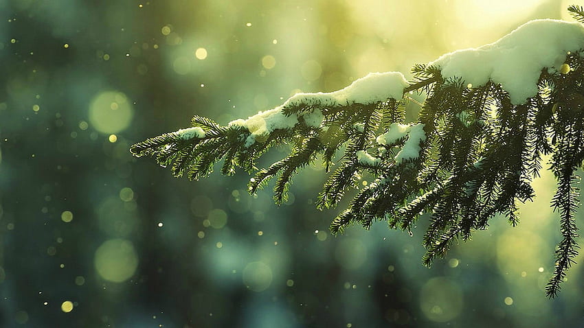 Сняг, снежни люспи, зима, дълбочина на полето, дървета. природа, 1920 X 1080 зимен двоен екран HD тапет