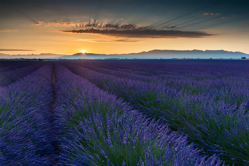 Lavender Field, rays, landscape, field, lavender, clouds, nature, sky, splendor, sunset HD wallpaper