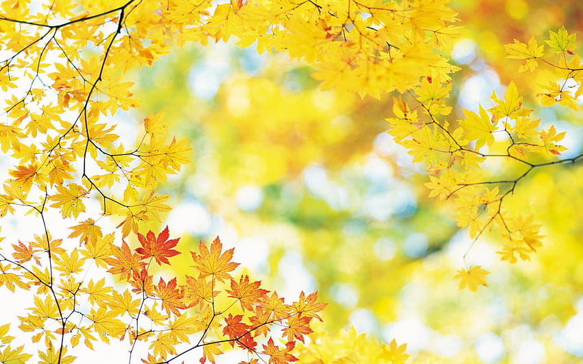 Ярко жълти есенни листа, есен, листа, природа, жълто HD тапет