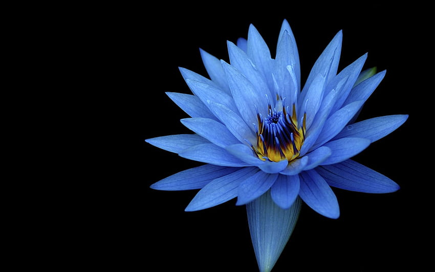lótus, nenúfar, flor, verão, preto, azul. Legal, Flor de Lótus Negra papel de parede HD