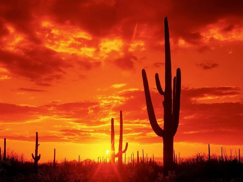 ܓ[115 Arizona Desert Sunset. [ ]. Landscape - Android / iPhone Background (png / jpg) (2021) HD wallpaper