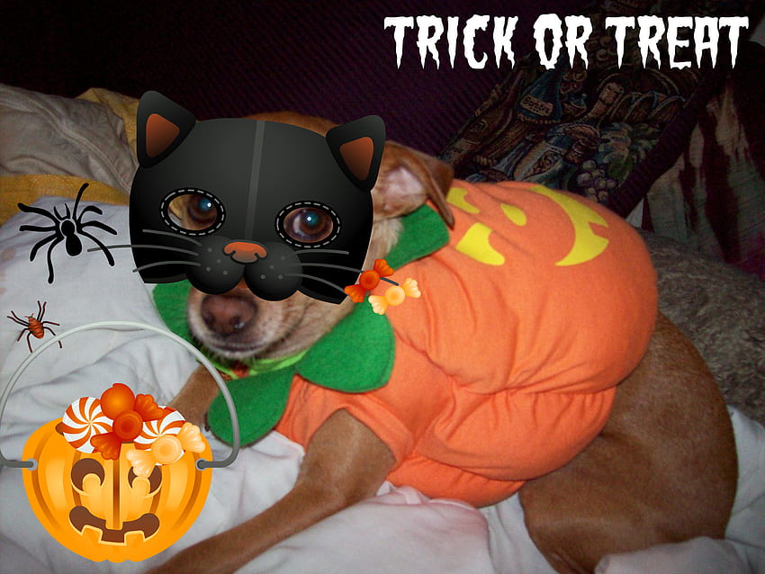 Trick or Treat, dog, halloween, costume, pumpkin HD wallpaper