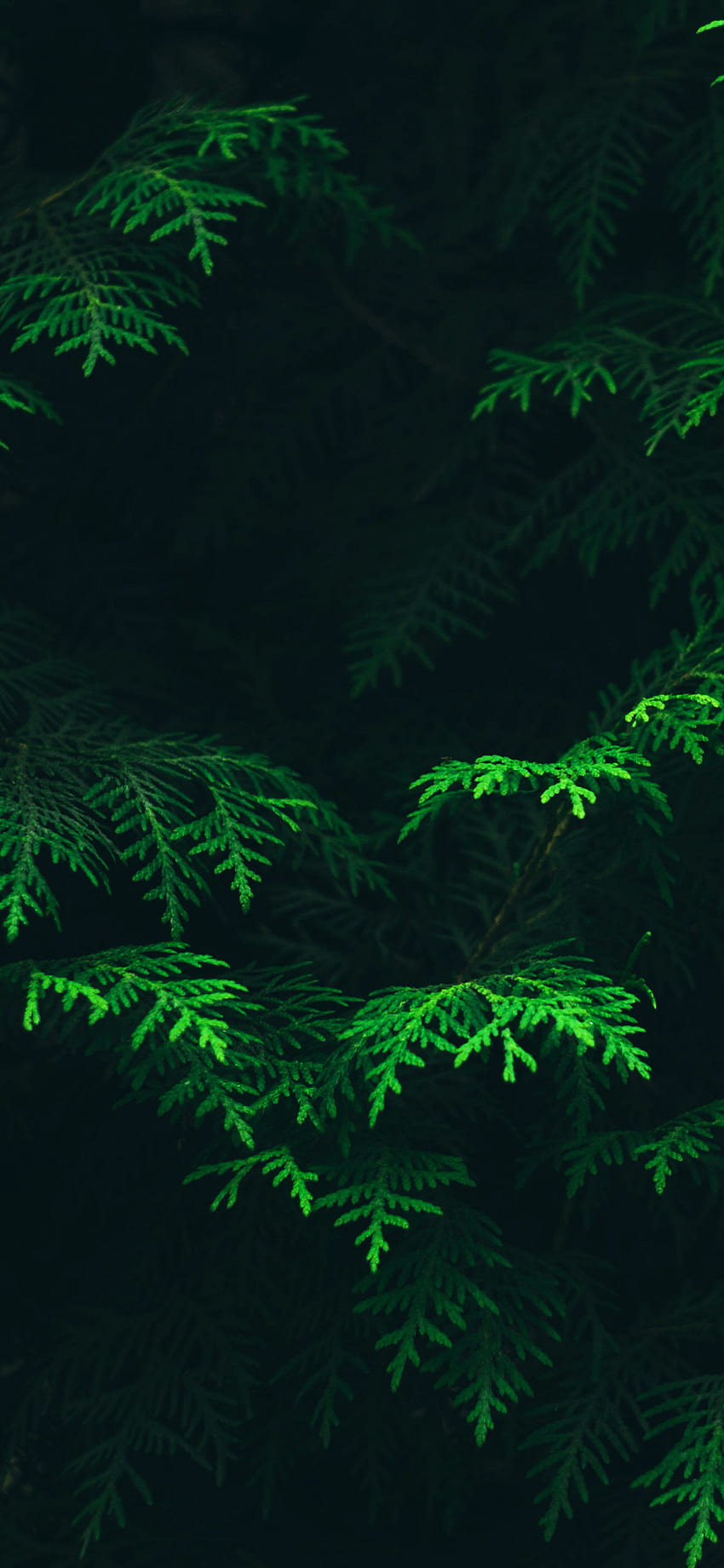 GiGi ABSHIRE ในธีม ใบไม้สีเขียว , ป่า iphone , มืด , ใบไม้สีเขียวเข้ม วอลล์เปเปอร์โทรศัพท์ HD