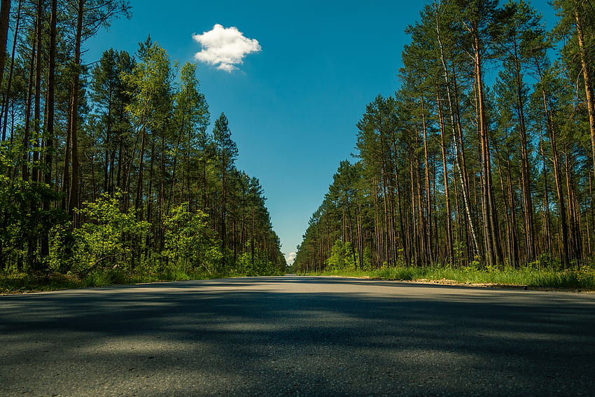 Road, Nature, Trees, Summer HD wallpaper