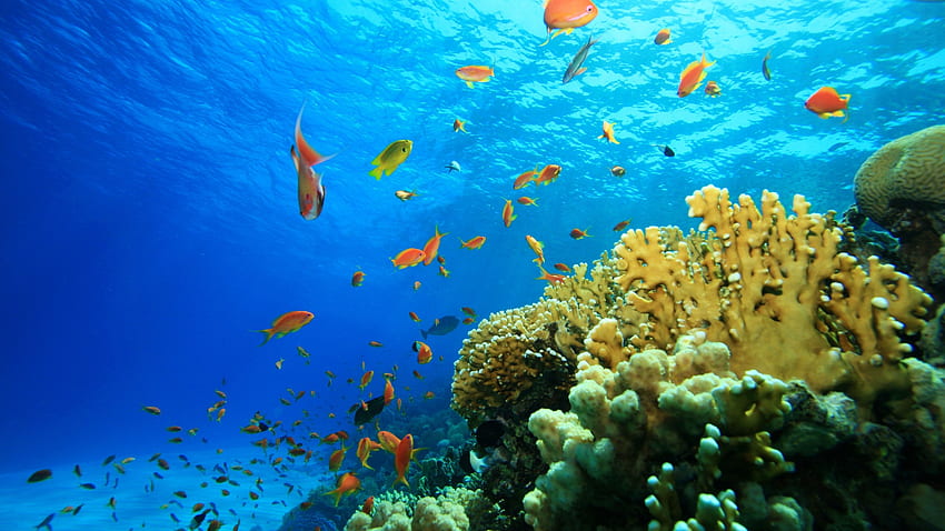 물, 푸른, 식물, 조개, 수중, 물고기, 수중 세계, 바다, 해양 식물 HD 월페이퍼