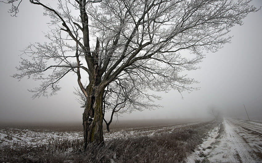 mglista wiejska droga w zimie, zima, mgła, pola, droga, drzewo Tapeta HD