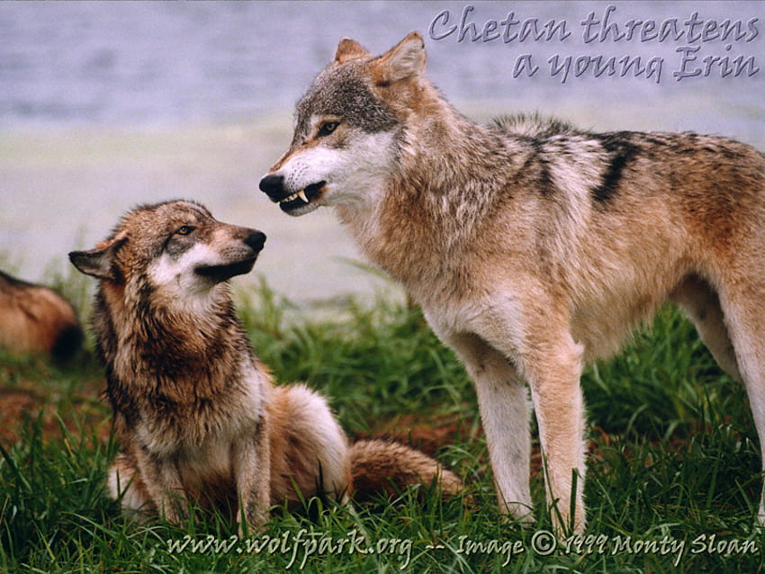 Threatning The Pup, denti di lupo, amo i lupi, lupi, cani, ringhiando, lupi selvaggi, lupi grigi, animali, lupi minacciosi Sfondo HD