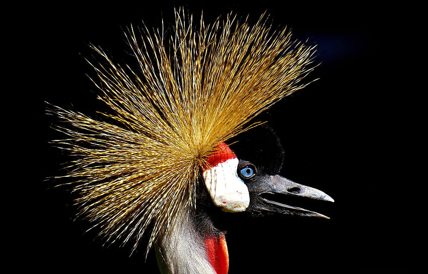 graphy Of Gray Crowned Crane, Crane Bird HD wallpaper