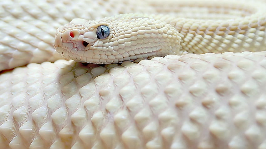 white snakes, snake, animal, , angry, reptile HD wallpaper