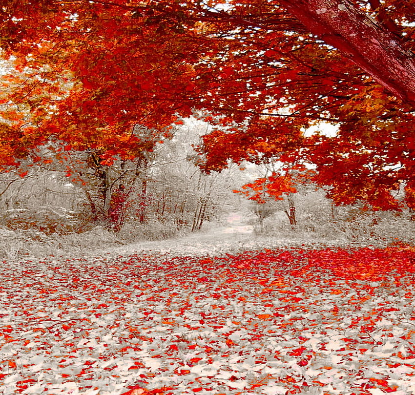 Autumn snow, snow, red, trees, autumn, orange, leaves on ground snowy trees HD wallpaper