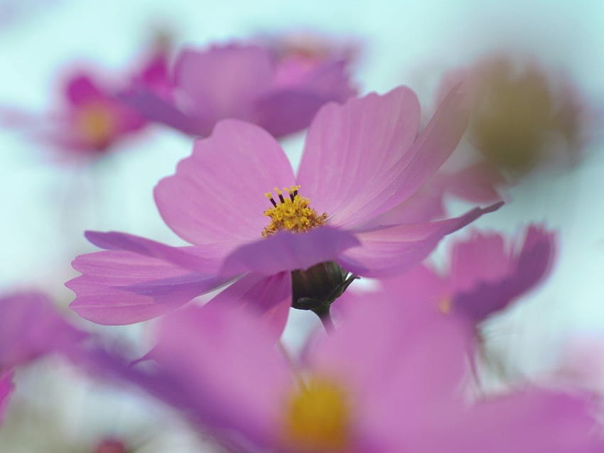 a spring in a field, pink, delicate, soft, sky, cosmos, nature, spring HD wallpaper