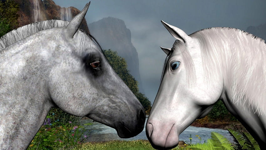 Pierwsze spotkanie, klacz, białe konie, ogier, zwierzęta, przyroda, siwe konie, kucyk Tapeta HD