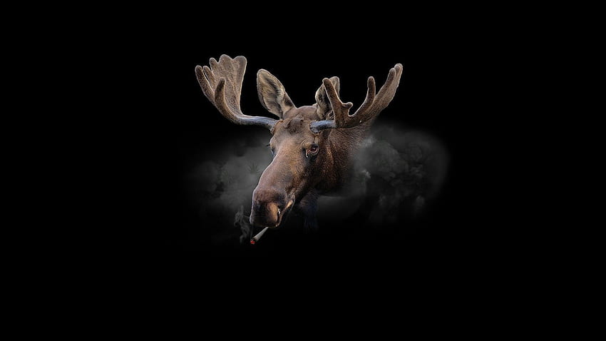 Moose Wallpapers APK for Android Download
