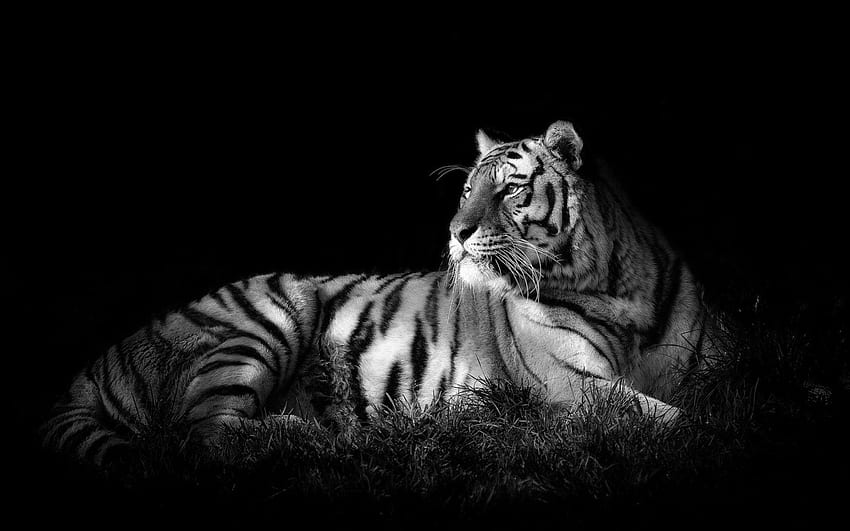 Черен тигър HD тапет