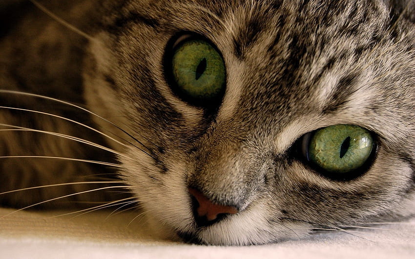 동물, 고양이, 총구, 눈, 줄무늬가 있는, 회색 HD 월페이퍼