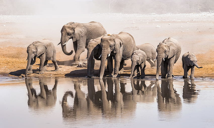 Elephants at the Water Hole Mural, Elephant Print HD wallpaper