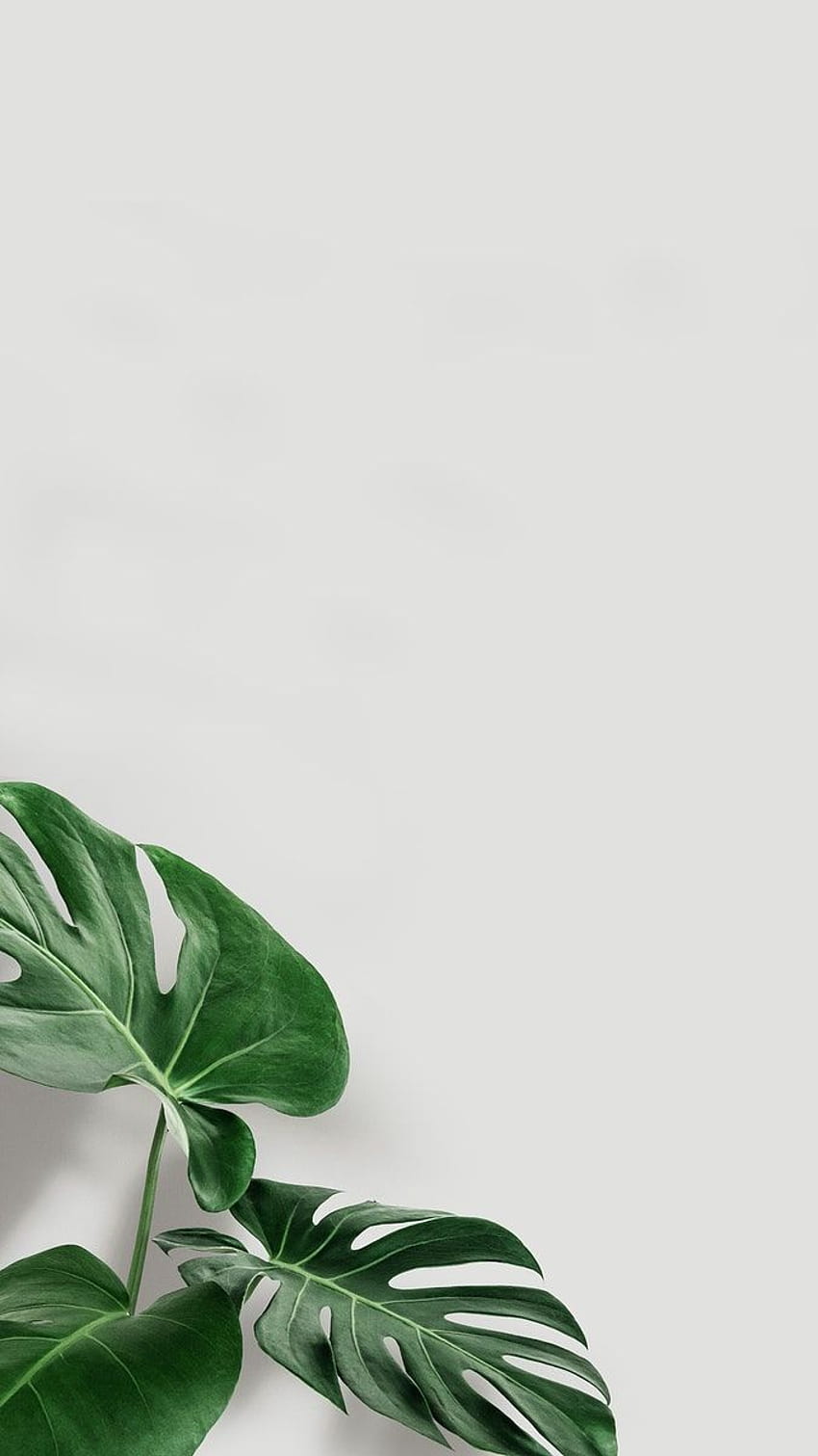 緑のモンステラの葉のプレミアム イラスト コピー スペース。 iPhone の植物, 葉の iphone, ミニマル, モンステラの葉 HD電話の壁紙