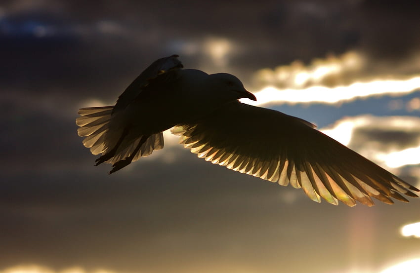 Animals, Sky, Silhouette, Bird, Shadow, Flight HD wallpaper