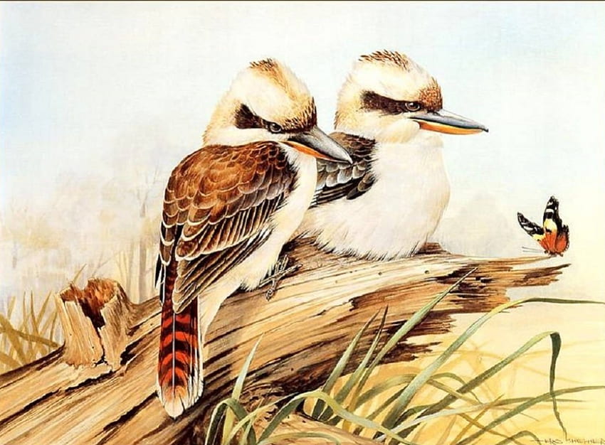 PAIR OF KOOKABURRA'S, BIRDS, BRANCH, KOOKABURRAS, TWO HD wallpaper