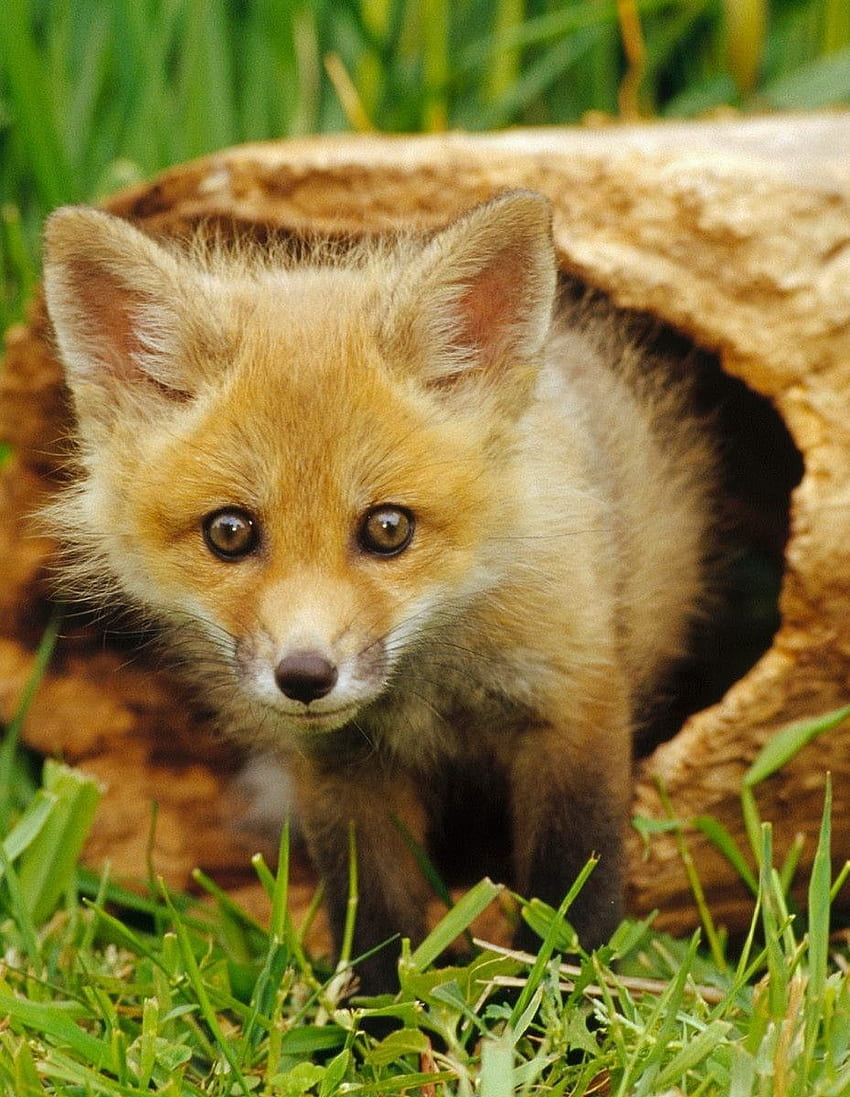 Wild Animal. Tiere wild, Ausgestopftes tier, Süßeste haustiere, Fox Cub HD phone wallpaper