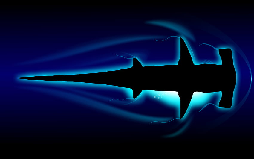4K Hammerhead Shark Wallpapers  Background Images