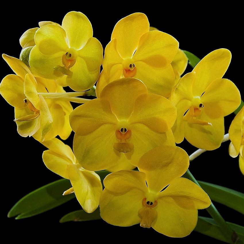 orchid, flower, yellow, exotic, black HD phone wallpaper