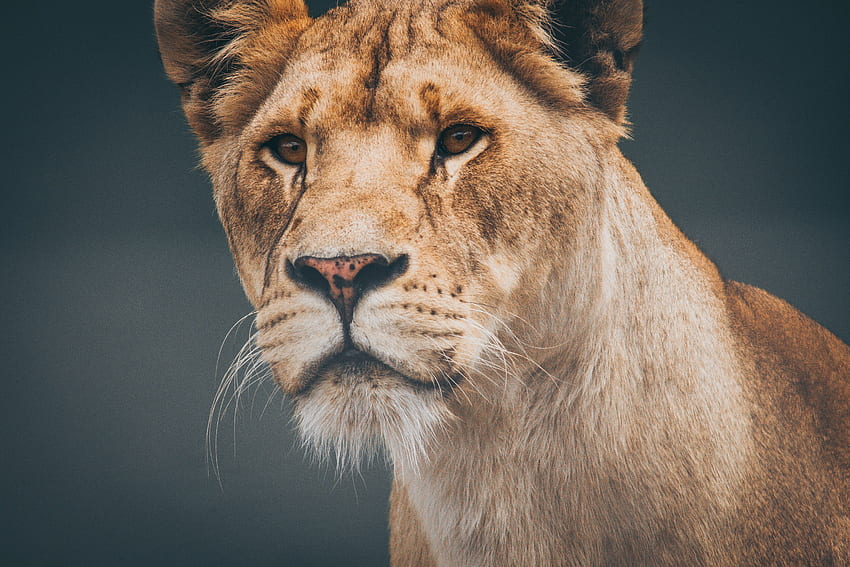 Animals, Muzzle, Lion, Predator, Lioness HD wallpaper