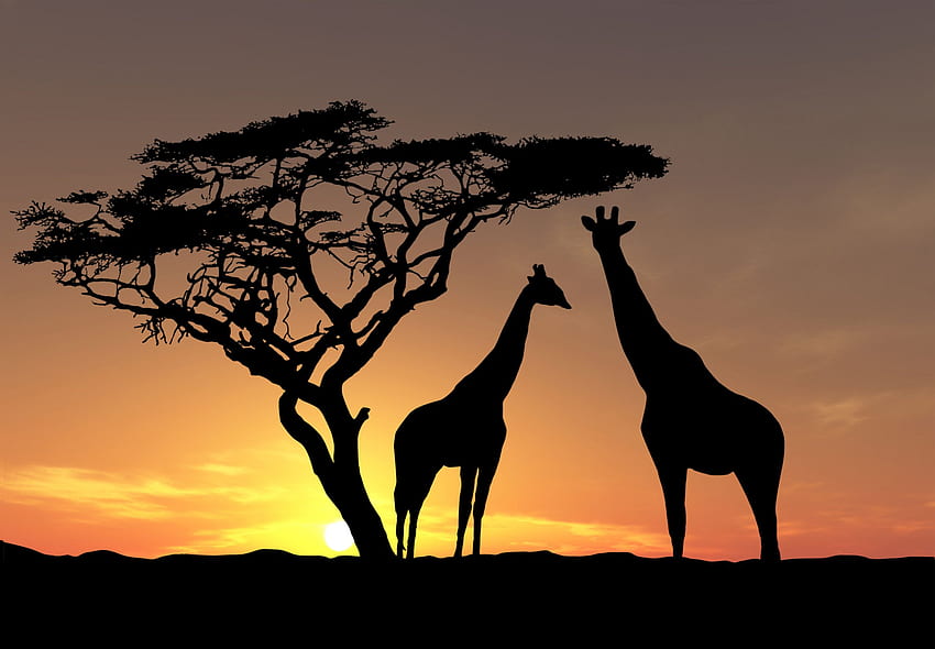 Acacia Tree Giraffe Animal - African Tree HD wallpaper