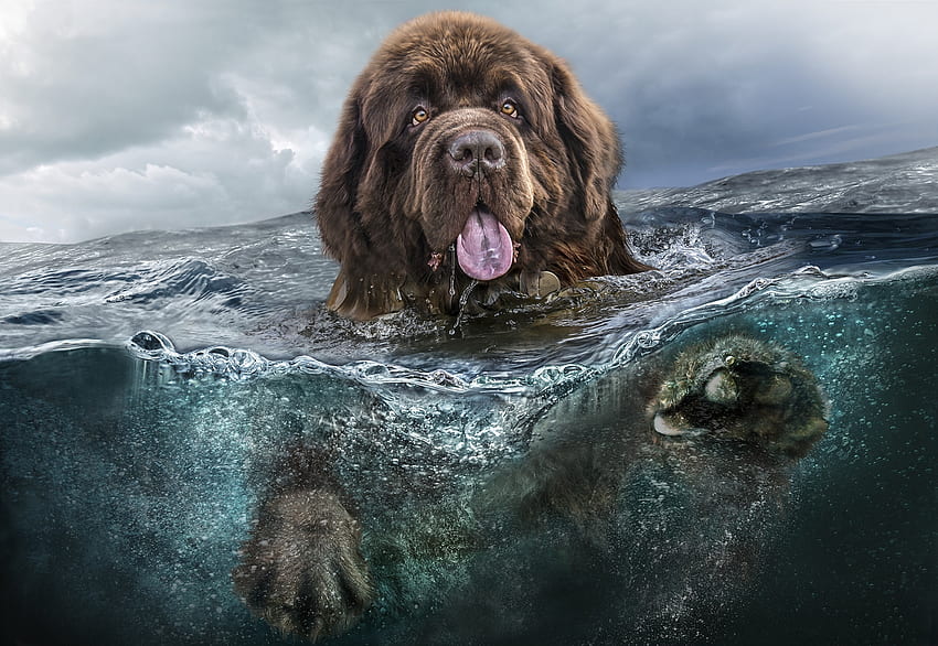 동물, 물, 바다, 개, 수영하다, 헤엄치다, 언어, 혀 HD 월페이퍼