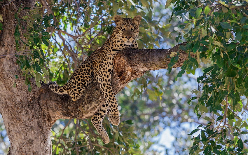 animaux, bois, léopard, s'allonger, mensonge, arbre, branche, prédateur Fond d'écran HD