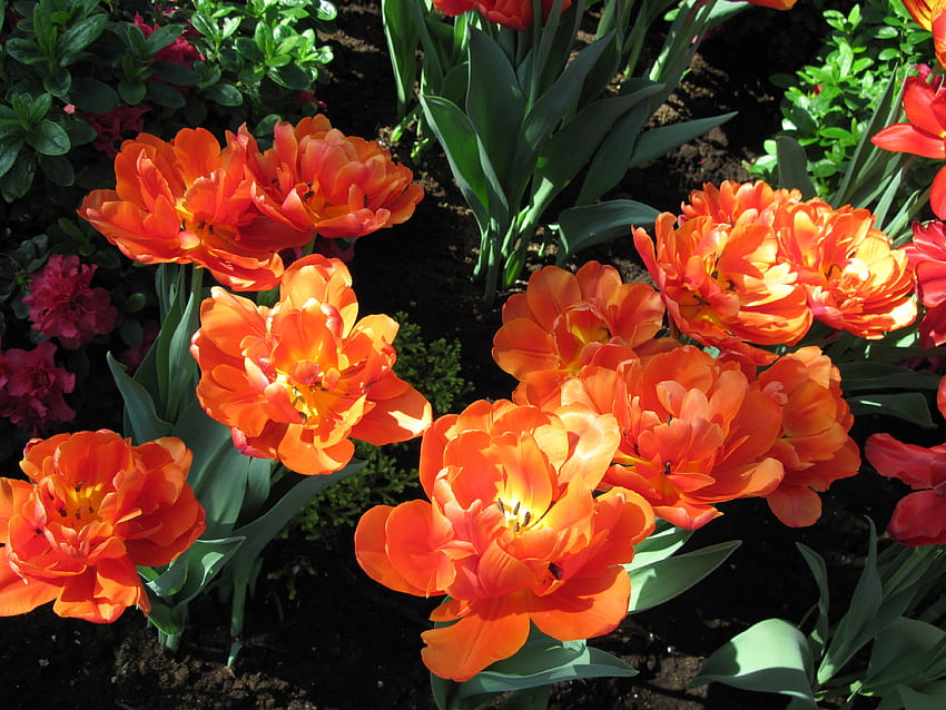 Alberta botanical garden 49, Orange, Tulips, graphy, green, garden, flowers HD wallpaper