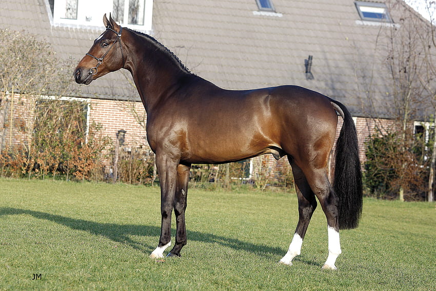 Dutch warmblood Horse, horse, royal, stallion, dutch, pony, warmblood HD wallpaper