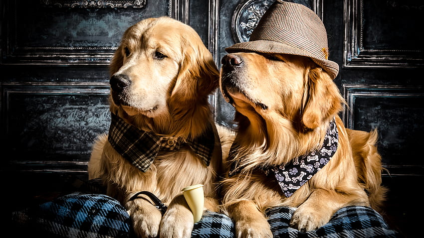 Two Golden Retriever Dogs Are Sitting On Pillow Wearing Cap Dog HD wallpaper
