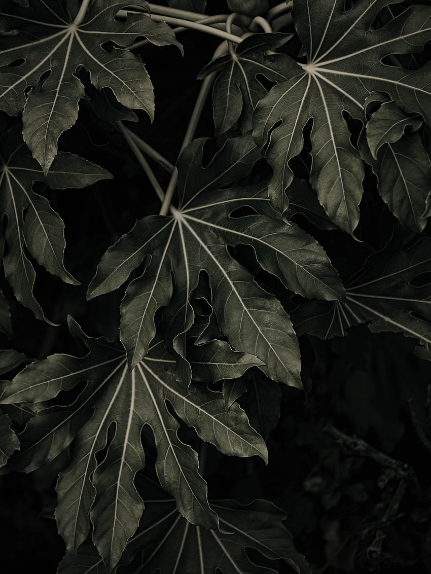 Leaves, Plant, Macro, Veins HD phone wallpaper