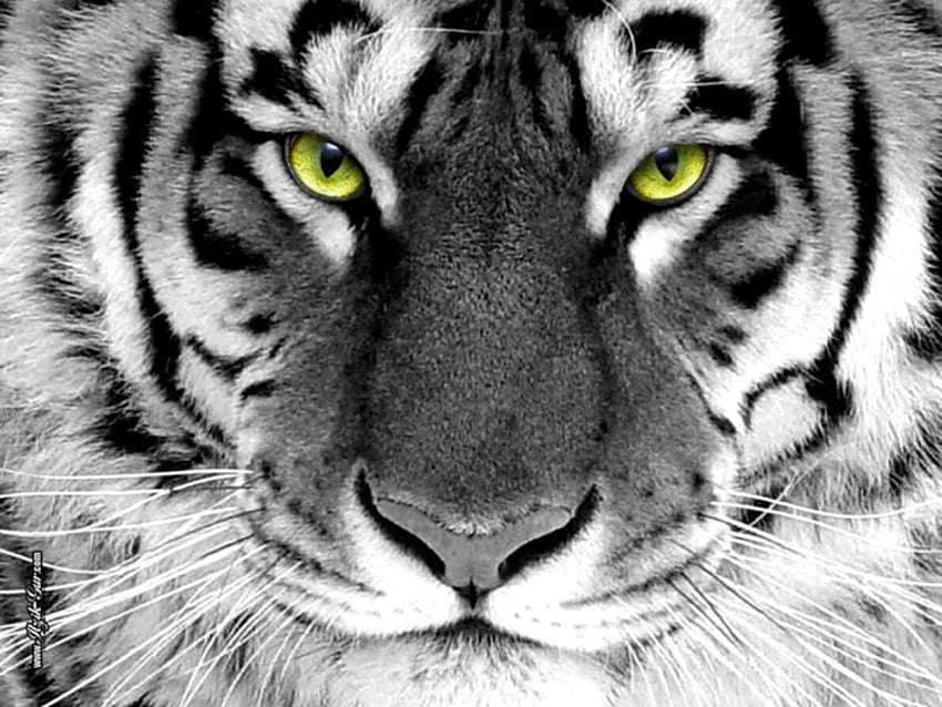 Mata harimau magnetik, mata, harimau, satwa liar Wallpaper HD