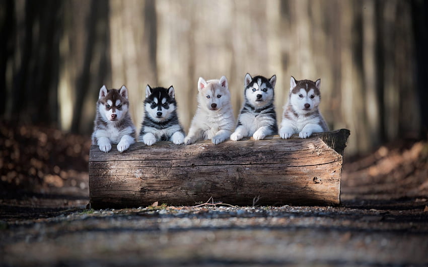 Puppies, animal, dog, puppy, husky, cute, forest, caine HD wallpaper